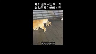 주인이랑 산책가기 싫었던 아기 골댕이