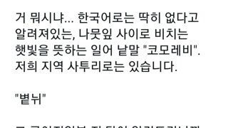 순우리말이 없다는 나뭇잎 사이로 비추는 햇빛의 단어