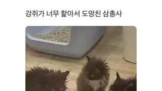 강아지가 너무 핥아서 도망침