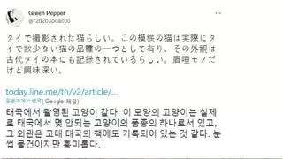 태국 전통 고양이