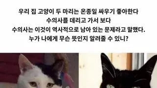 우리집 고양이들이 왜 계속 서로 싸우는거죠?