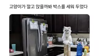 고양이가 깔고 앉을까봐 박스를 세워 두었다.jpg