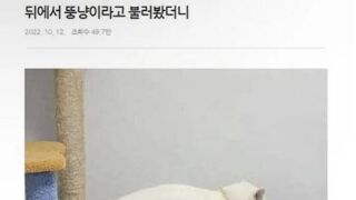 말귀 밝은 뚱고양이