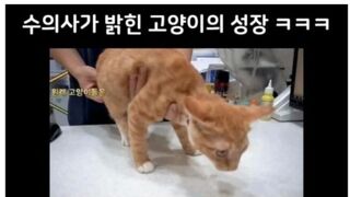 수의사가 밝힌 고양이의 성장