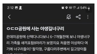 너구리 밥도 후원 요청하시는 캣맘