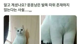 뚠뚠냥의 비밀