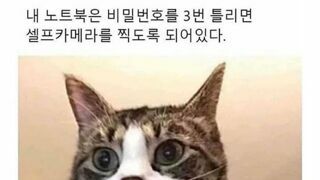 집사 몰래 노트북 탐내는 냥이