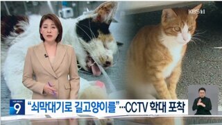 ‘시각장애 묘’ 때리고 아기 고양이 납치…CCTV에 학대 포착