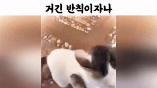 극악무도한 ㅈ냥이의 반칙