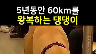 5년동안 60km를 왕복하는 개