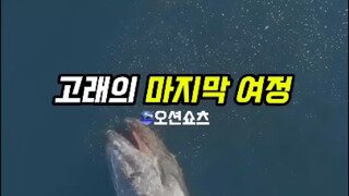 고래의 마지막 여정