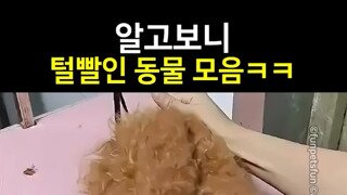 털빨동물