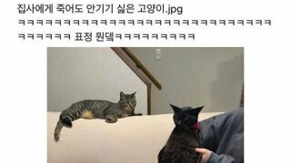 죽어도 안기기 싫은 고양이