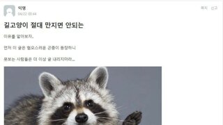 길고양이 만지면 안돼요