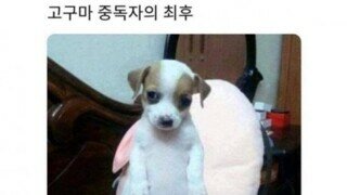 아 ㅅㅂ 고구마가 살 엄청찌는구나..