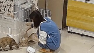 고장난 고양이