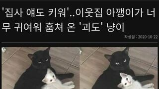 이웃집 아깽이 훔쳐온 냥이