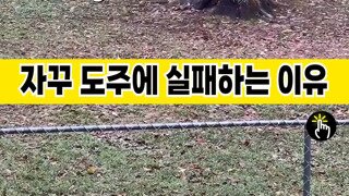 고양이가 도주에 실패하는 이유