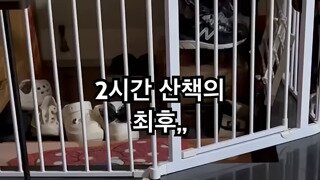 댕댕이 산책 2시간 후기