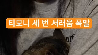 발톱깎아 너무 서러운 고양이