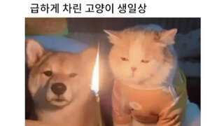 급하게 차린 고양이 생일상