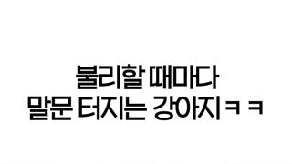 소리 On) 의사표현 확실한 댕댕이