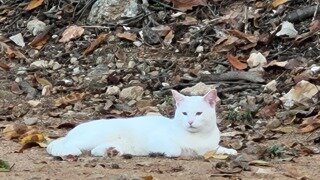 강남 8중 추돌 20대 여성 알고보니...