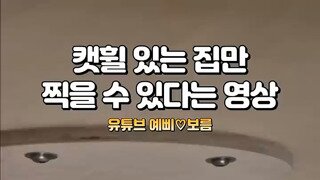 냥터스텔라.mp4