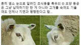 염소 눈의 비밀