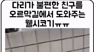 다리가 불편한 친구 도와주는 댕댕이