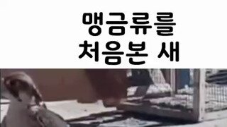 와 맹금류 신기하당