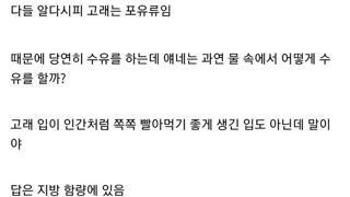 고래는 어떻게 물속에서 새끼에게 젖을 먹일까