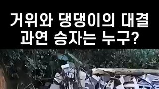 거위 vs 멍멍이