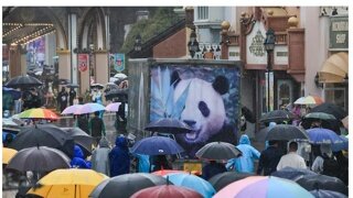 사랑받는 곰, 사살되는 곰