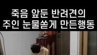 죽음 앞둔 반려견의 마지막 행동