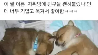 아.. 괜히 자취방에 이놈들 불렀네..