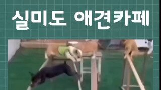 실미도 애견카페.mp4...