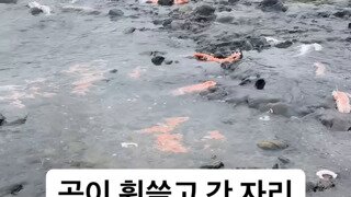 곰이 휩쓸고 간 자리.mp4...