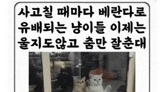 베란다 유배당한 냥이 ㄷㄷㄷㄷㄷㄷㄷ;;;;;