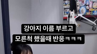 ㅇㅎ) 강아지 이름 부르고 모른척 했을때 반응