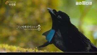 절규하는 수컷 어깨걸이 극락조