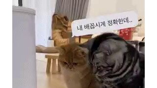 고양이 밥주는시간 5분 늦춰보기.avi