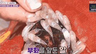 6시내고향에 나온 낙지가 부화되는 장면