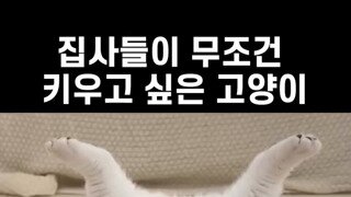 무조건 키우고 싶은 고양이