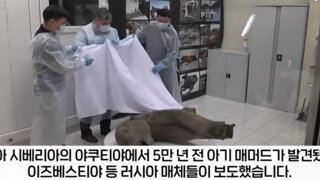 러시아 시베리아에서 5만년전 아기 매머드 사체 발견