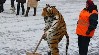 요즘 호랑이들이 먹고 사는 방법.jpg