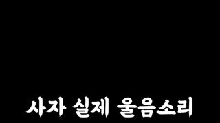 실제 숫사자 울음소리라고 하는데...