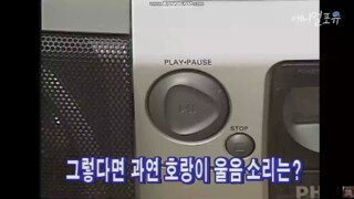 하룻강아지는 정말 범을 안무서워할까?