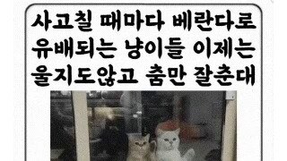 사고칠때마다 베란다로 유배되는 냥이들