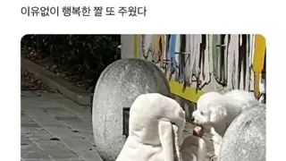 이유없이 행복해지는 짤.jpg